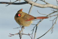 Small Birds