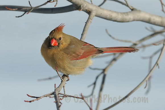 Winter Female Cardinal