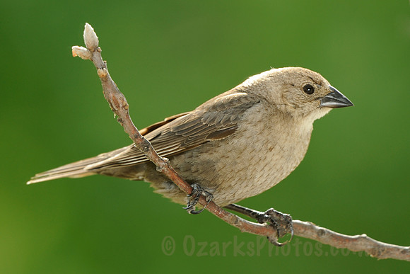 Brown-headed Cowbird Female