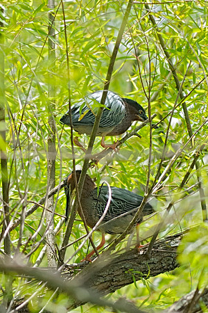Green Heron Pair Nest Building