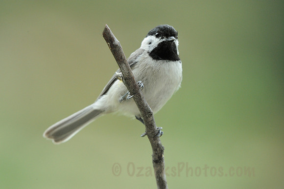 Black-capped Chickadee