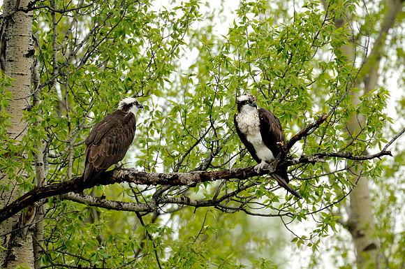 Osprey Pair