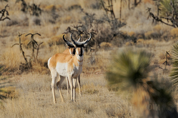 Pair of Pronghorn Antelope Bucks