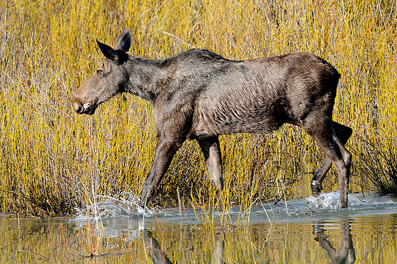 Moose at Oxbow Bend