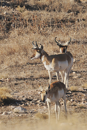 Pronghorn Doe & Two Downhearted Bucks