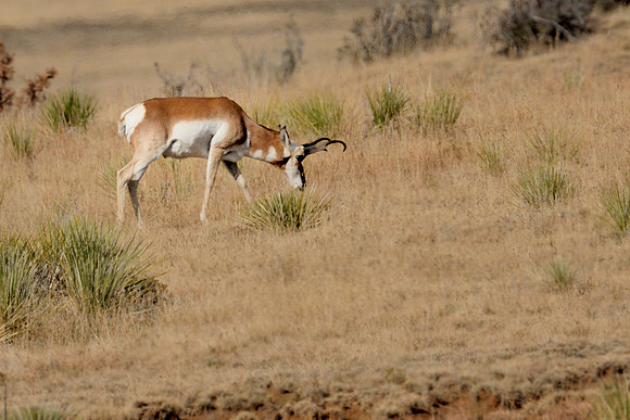Pronghorn Antelope Male
