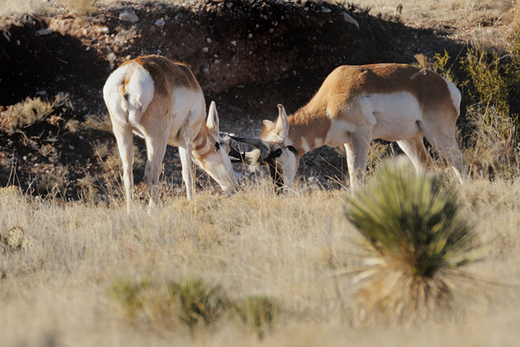 Battling Pronghorn Antelopes