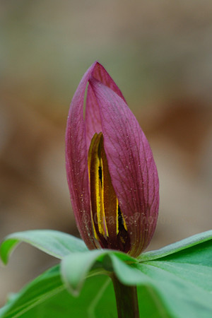 Purple Trillium
