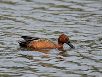 All Bird Images