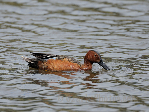 Cinnamon Teal Male