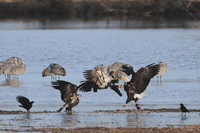 All Bird Images