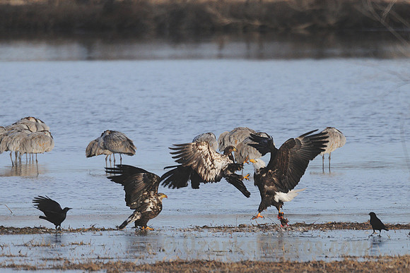 Eagle Food Fight
