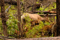 Wild Animals