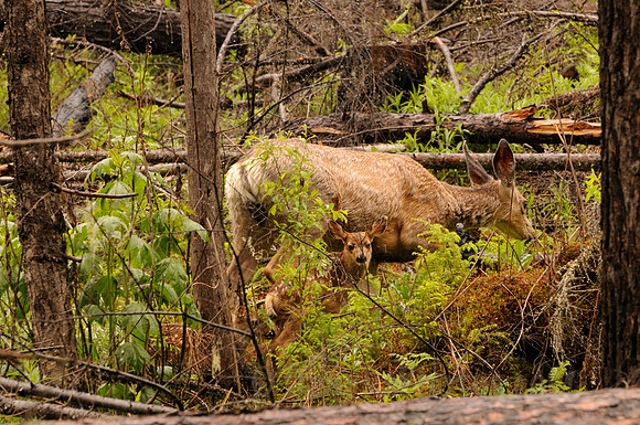 Mule Deer Doe with Twin Fawns