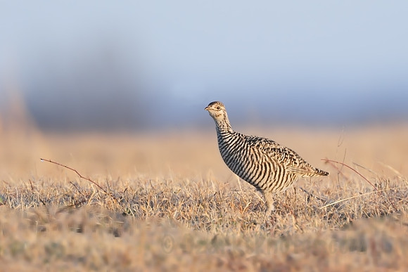 Dewy Morning Female Prairie Chicken