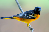Small Birds