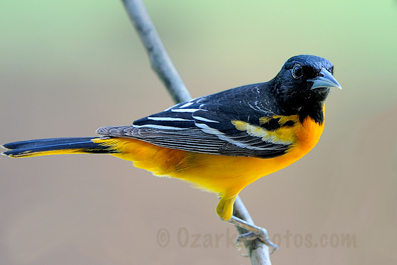 Baltimore Oriole