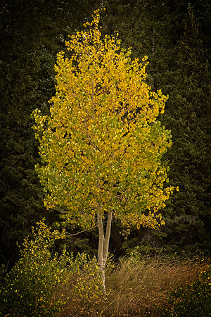 Aspen almost Golden