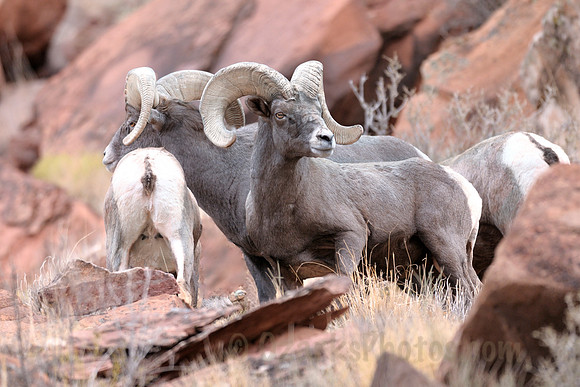 Big Horn Heads or Tails