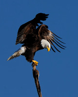 All Bird Images