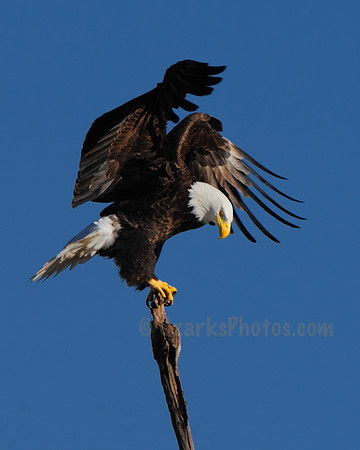 Bald Eagle Assuming Perch