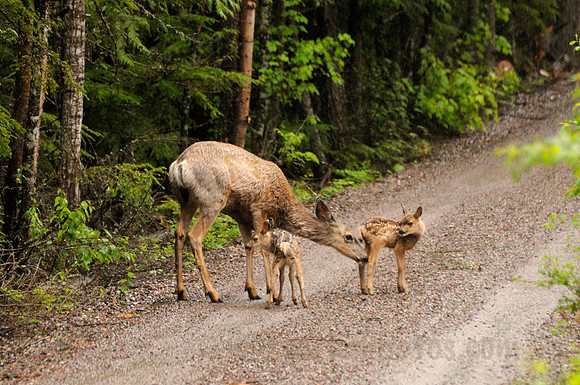 Mule Deer with Two Fawns