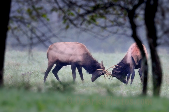 Early Morning Clash of the Elk Bulls