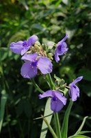 Wildflowers & flowers