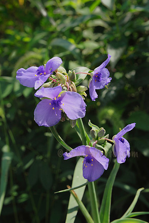 Spiderwort