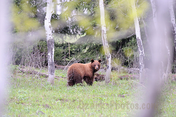 Brown Colored Black Bear in the Aspens
