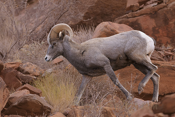 Young Desert Big Horn Ram
