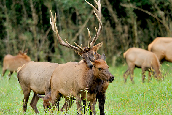 Bull Elk Courting