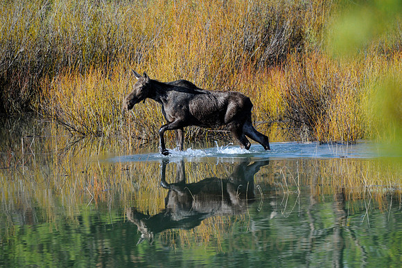 Moose in Oxbow Bend