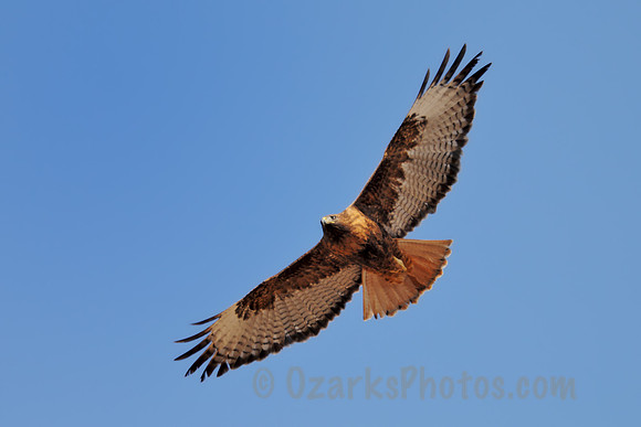 Soaring Red-tailed Hawk