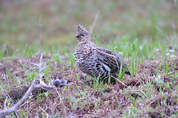 Immature Female Ruffed Grouse
