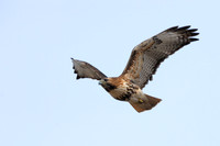 All Bird Images
