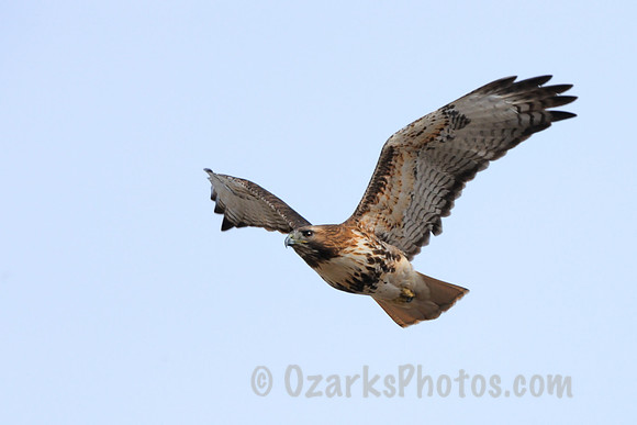 Hawk