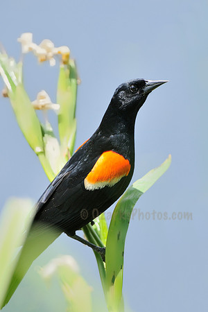 Mature Male Red-winged Blackbird