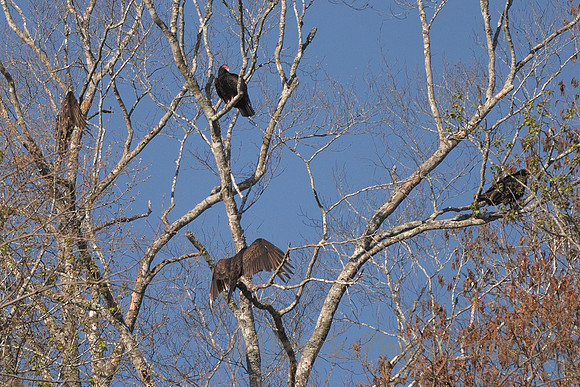 Turkey Vultures Drying Wings