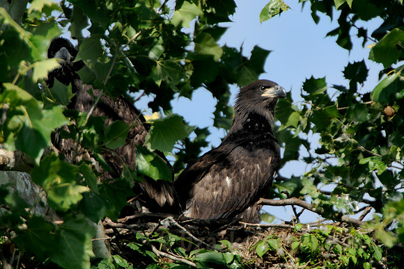 Juvenile American Bald Eagles