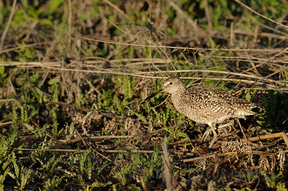 Willet