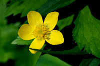 Wildflowers & flowers