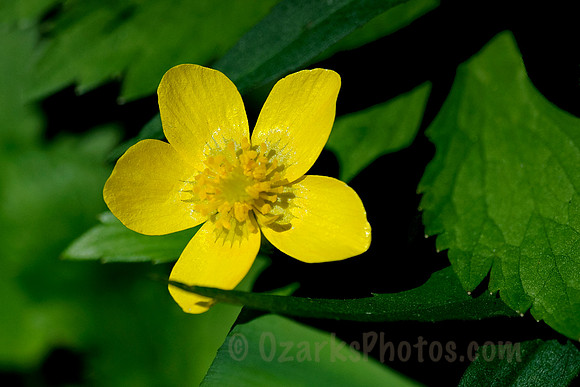 Buttercup Wildflower