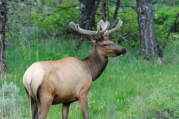 Bull Elk in Velvet
