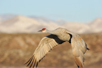 Sandhill Cranes