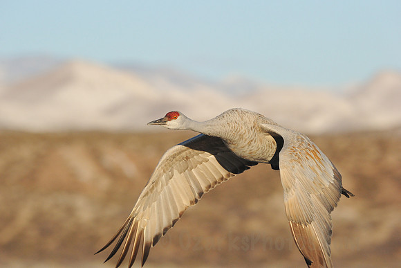 Majestic Sandhill Crane