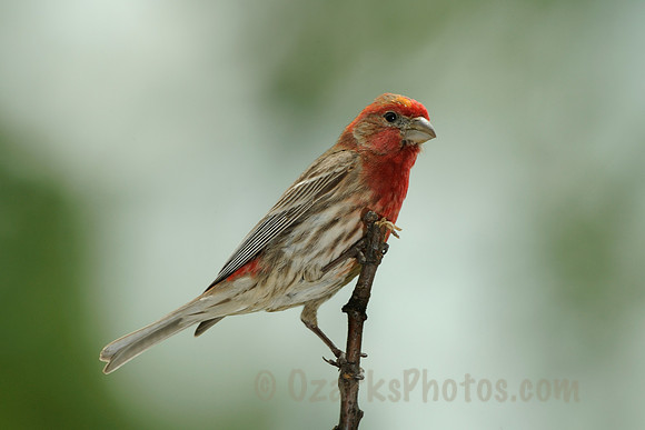 Male House Finch