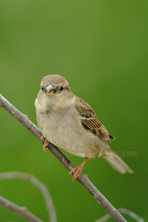 Female House Sparrow
