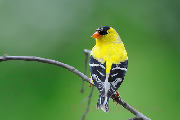 American Goldfinch
