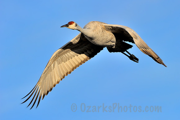 Sandhill Crane in Flight